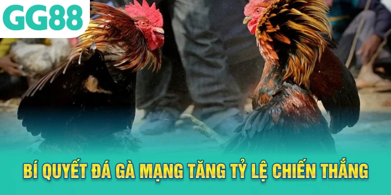 Bí quyết đá gà mạng tăng tỷ lệ chiến thắng